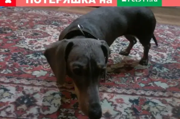 Найдена собака на улице Меркулова в Липецке