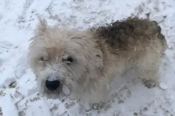 Найдена собака в Песках, ищем хозяина!