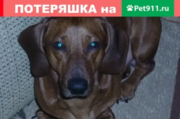 Пропала собака в Таганроге, порода 