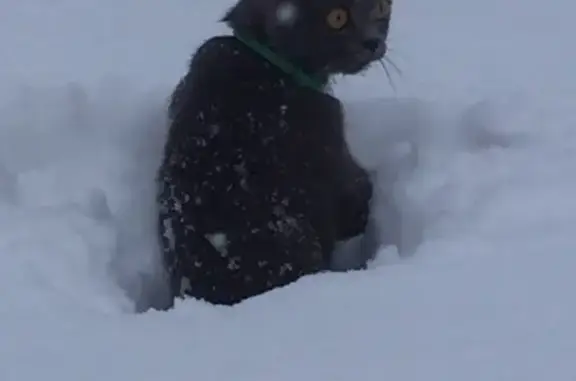 Кошки потеряшки, Вытегра, фото: Потеряшка кошка Ева на улице Кирова или Пролетарской, г. Вытегра