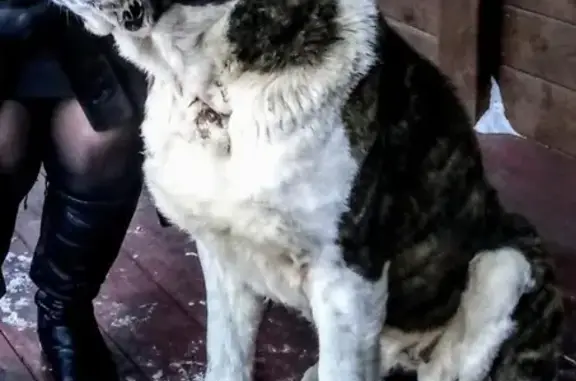 Найдена собака в районе Бунгура, ищем хозяина