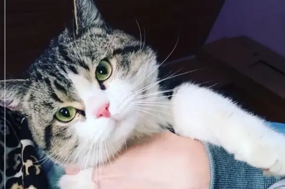 Найден домашний котенок в Оренбурге