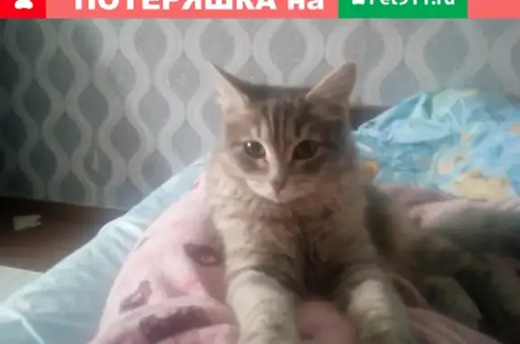 Пропала кошка на Кирова 119, звоните найденным