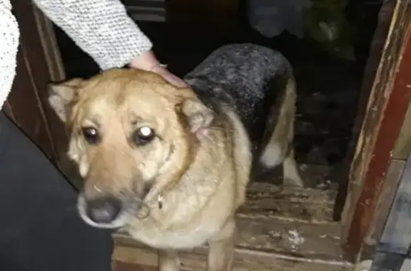 Найдена потерявшаяся собака на улице Калязинский тупик, овчарка с горбом и ошейником в Дмитрове