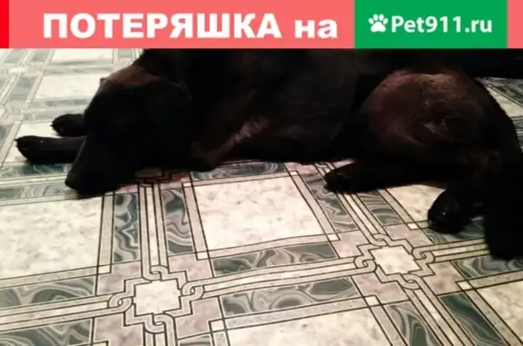 Найден пёс на улице 50 лет ВЛКСМ, Сургут.