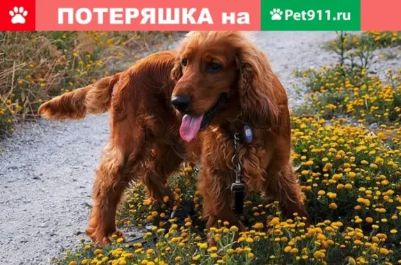 Собака в ошейнике на Ландышевой, Ленинский район, Саратов
