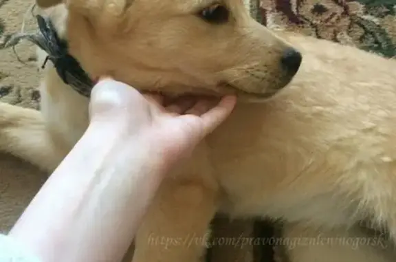 Найден домашний щенок с поранением лапки в Лениногорске, нужна помощь!