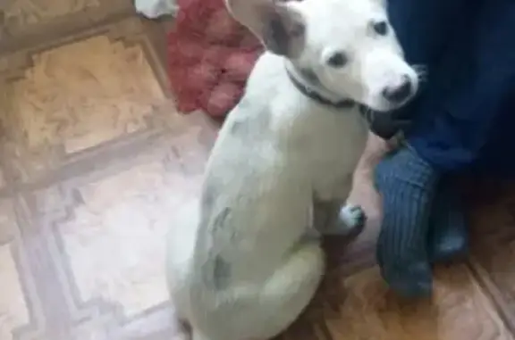 Найден щенок на ул. Федорова в Челябинске