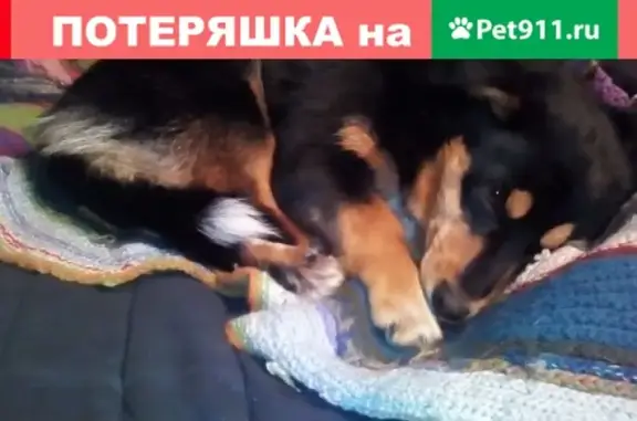 Найдена собака на ул. Баха в Кемерово #найденасобака