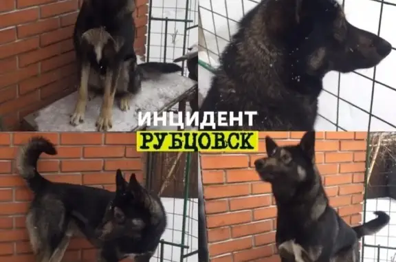 Пропала собака ЛАЙКА в Рубцовске