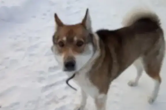 Найдена собака в деревне Городище, ищем хозяина.