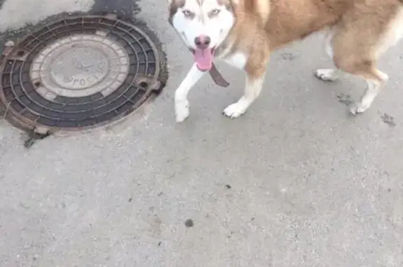 Найдена породистая собака в Краснодаре