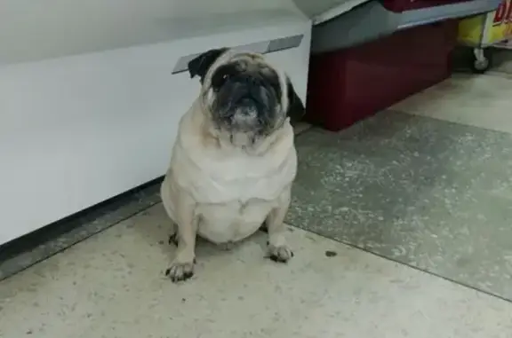 Собака найдена у магазина Мопс в Пензе