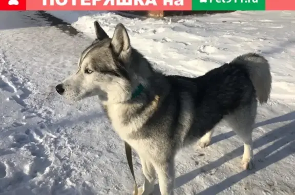 Найден кобель хаски в Челябинске, п.Славино