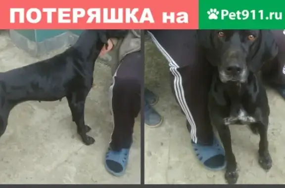 Найдена собака породы курцхаар в Краснодаре