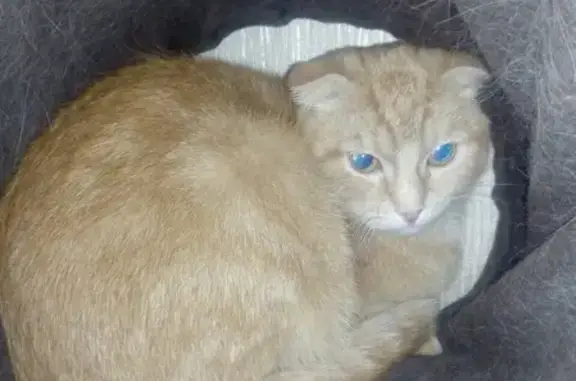 Найдена вислоухая кошка на 2 Лагерной в Иваново