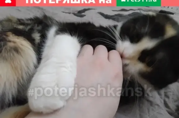 Кошки потеряшки, Новосибирск, фото: Потеряшка кошка на ул. Римского-Корсакова, Новосибирск