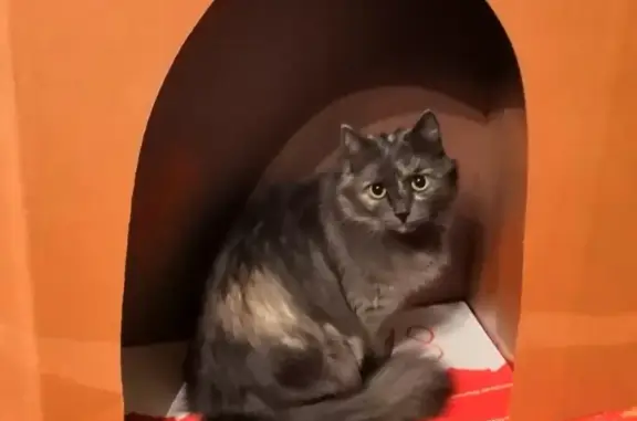 Кошки потеряшки, Никологоры, фото: Потеряшка кошка в Никологорах, Владимирская область