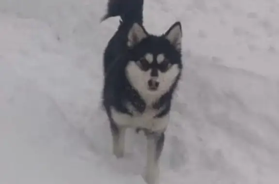 Найдена собака в Московской области, ищем хозяев!