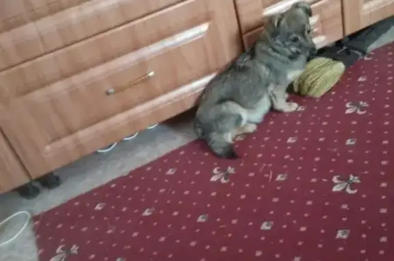 Найдена маленькая собачка в Березовском
