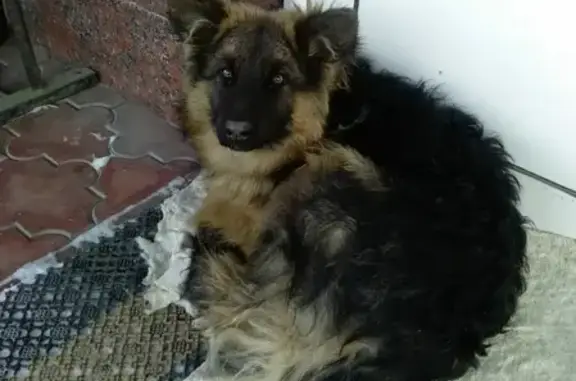 Найдена собака на ул. Халитова, Казань