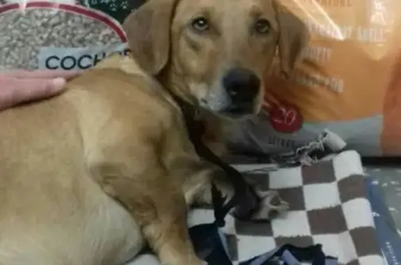 Найдена собака в Омске - помесь с таксой