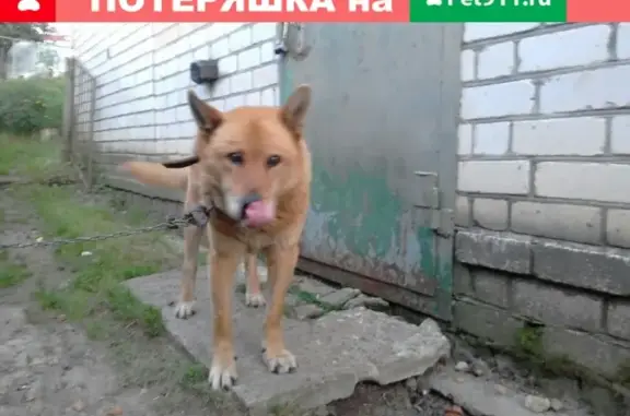 Пропала собака в Павлово, возраст 12 лет, окрас рыжий.