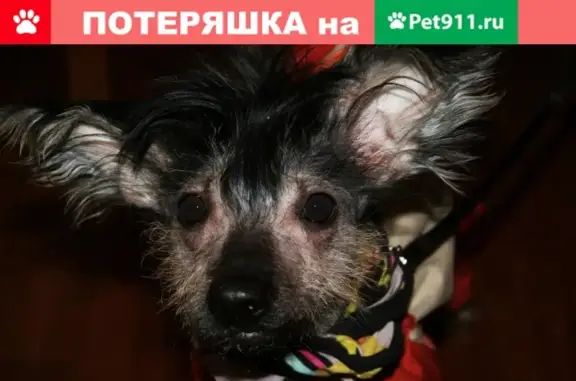 Собаки потеряшки, Москва, фото: Потеряшка китайская Хохлатая собака в Новокосино, Москва