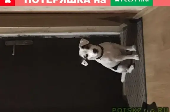 Найдена собака в Бирюлёво-товарной юао, контакты внутри