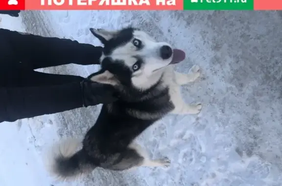 Собака найдена в Москве, живет у киргизов уже год