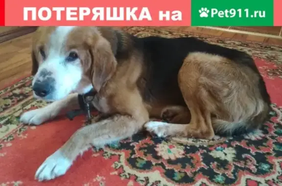 Собака найдена в Костюковке, Гомель.