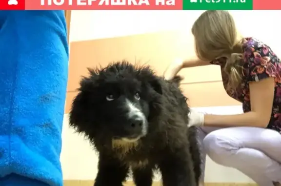 Собака-мальчик найдена после аварии на Дмитровском шоссе