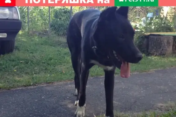 Пропала собака в Ярославле, помесь кане корсо и дворняги, откликается на имя Тори, черно-тигровый окрас, телефон для связи Анастасия.