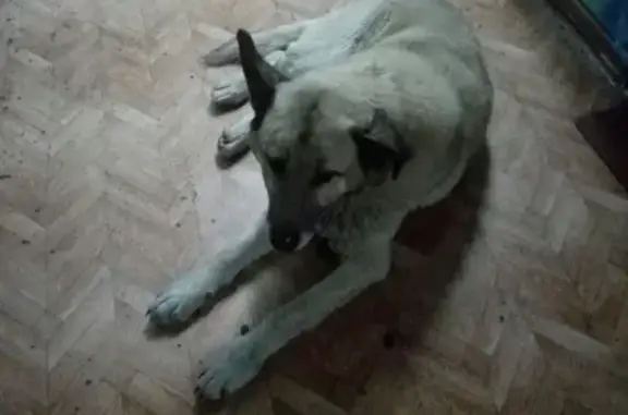 Потерян пес в 28 общежитии, Ачинск