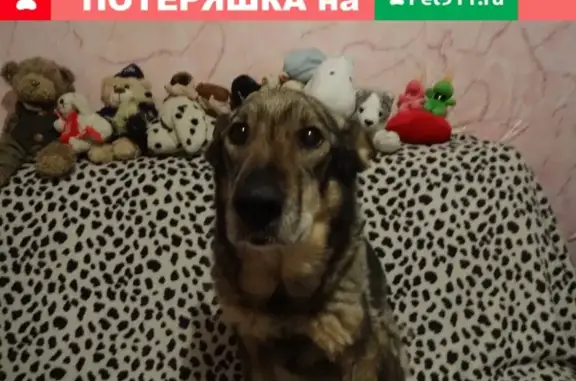 Пропала собака на ул. Карбышева 6к1, СПб - зовут Рада, нужна помощь!