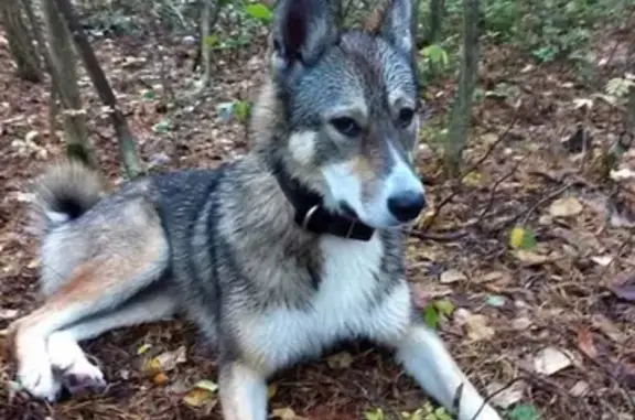 Найдена собака в Невском районе СПб, ошейник кожаный.
