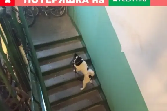 Найдена собака в Мурманске, ул. Книповича, нужен хозяин!