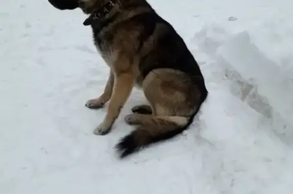Найдена собака в Северном Тушино, Москва