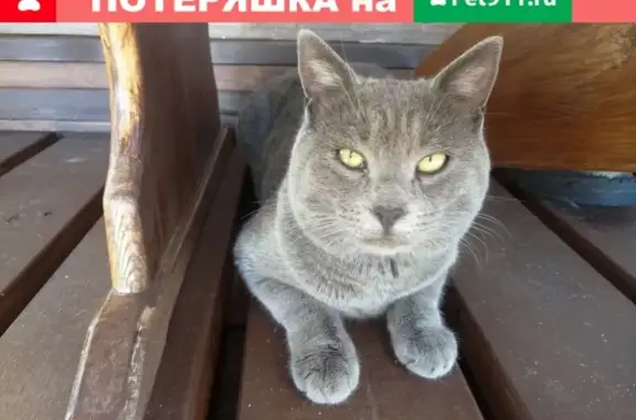 Пропал кот в Петрозаводске, контакты (Арнольд)
