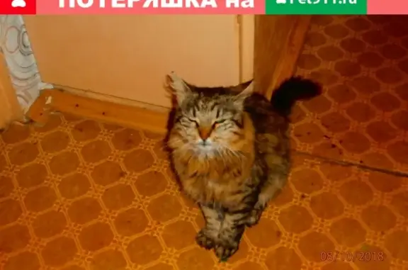 Пропали кошка и кот в д. Полоное, Псковская область