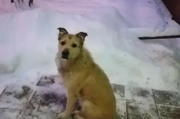 Найдена собака на Широкой улице в Москве