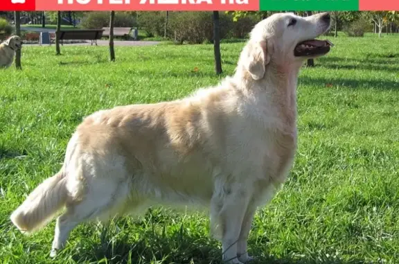Пропала собака в Каратаево: золотистый ретривер, девочка Злата, 7 мес.