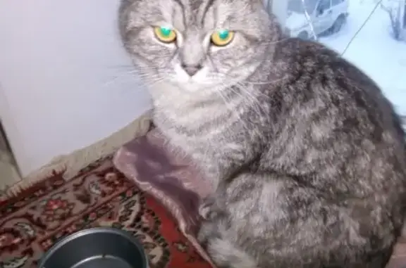 Найдена кошка в Коломне, ул. К. Шилова 6