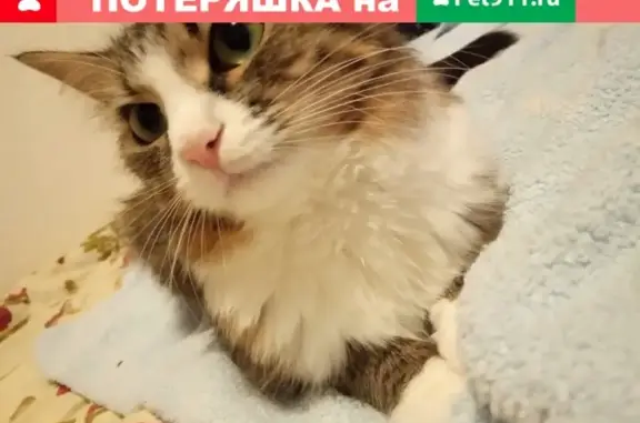 Найдена кошка возле Пименовской церкви, ищем хозяев