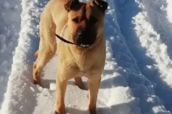 Найдена собака в Бугульме, ищем хозяина!