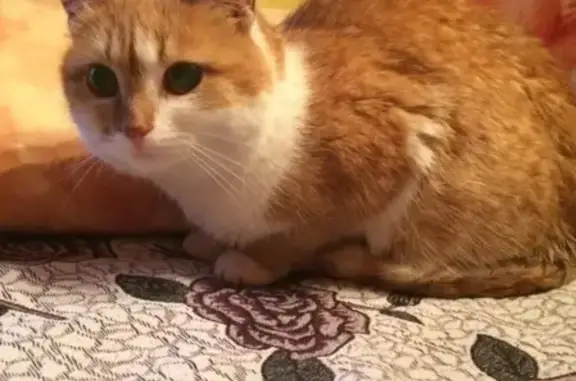 Найдена рыжая кошка в Волгореченске, 1-99-14