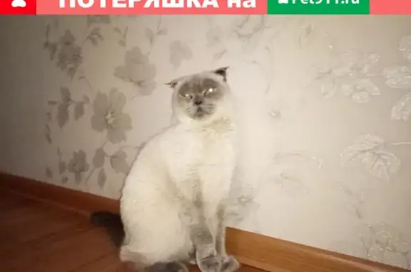 Найдена вислоухая кошка в Екатеринбурге