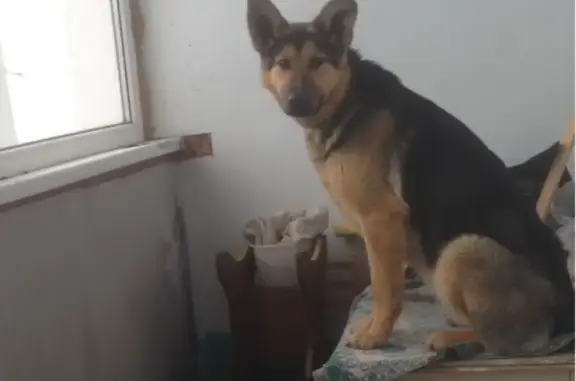 Собаки потеряшки, Пановка, фото: Потеряшка собака Марго в деревне Пановка, Колышлейский район