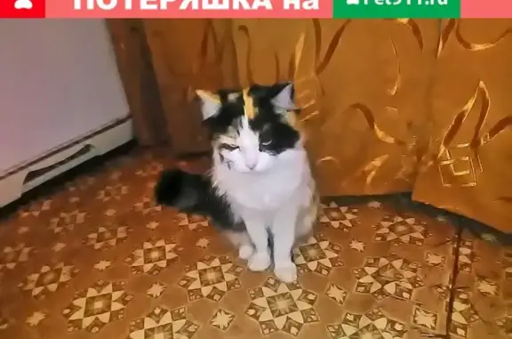 Пропала кошка Мурка в Черногорске, 8-й шахты