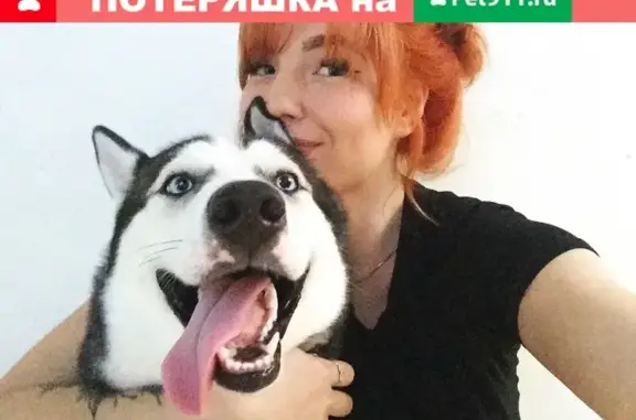 Пропала собака Хаски в Кубинке, Одинцовский район